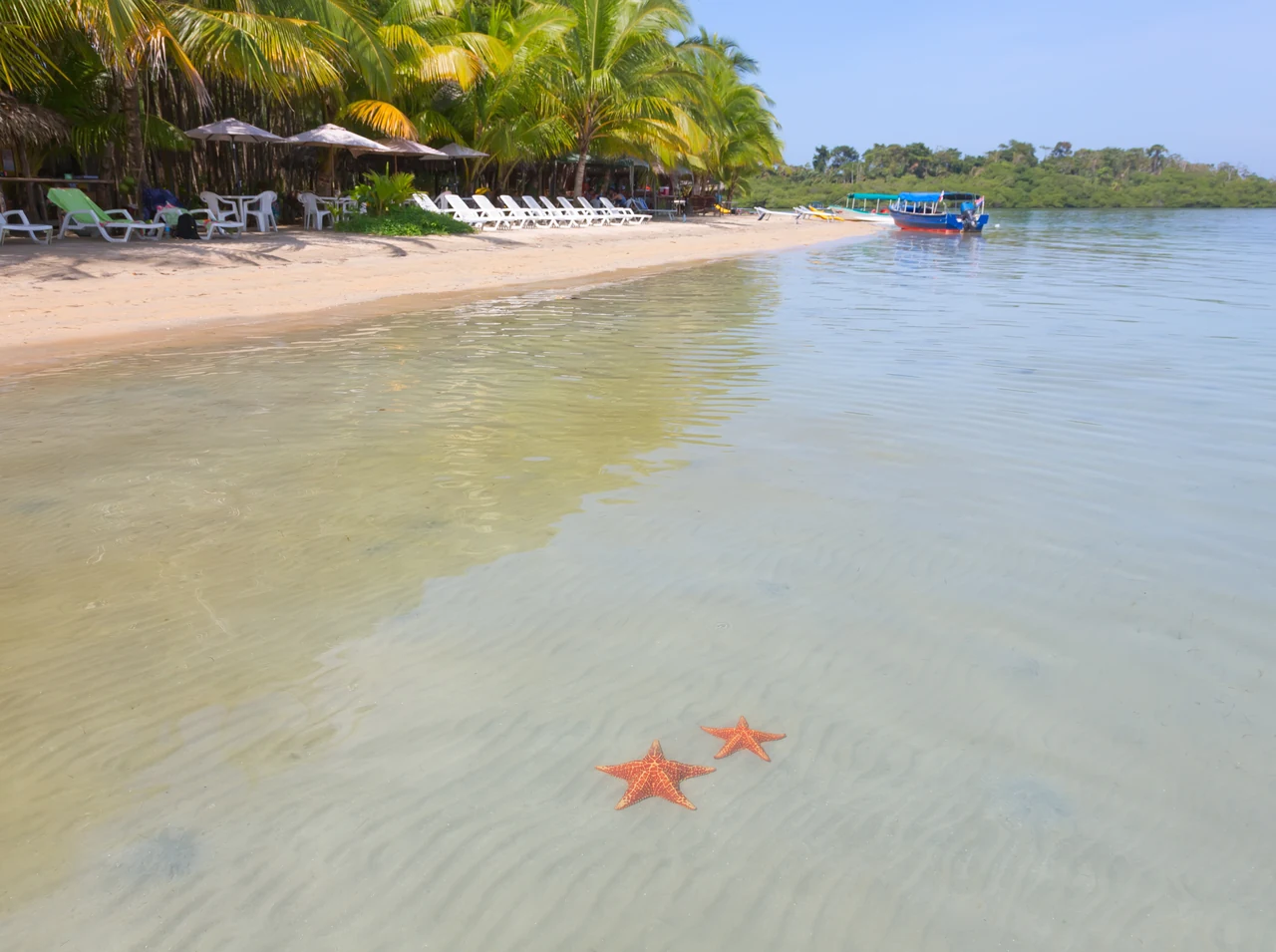 Dos estrellas de mar bajo el agua transparente de Playa Estrella, con palmeras y embarcaciones en la orilla.