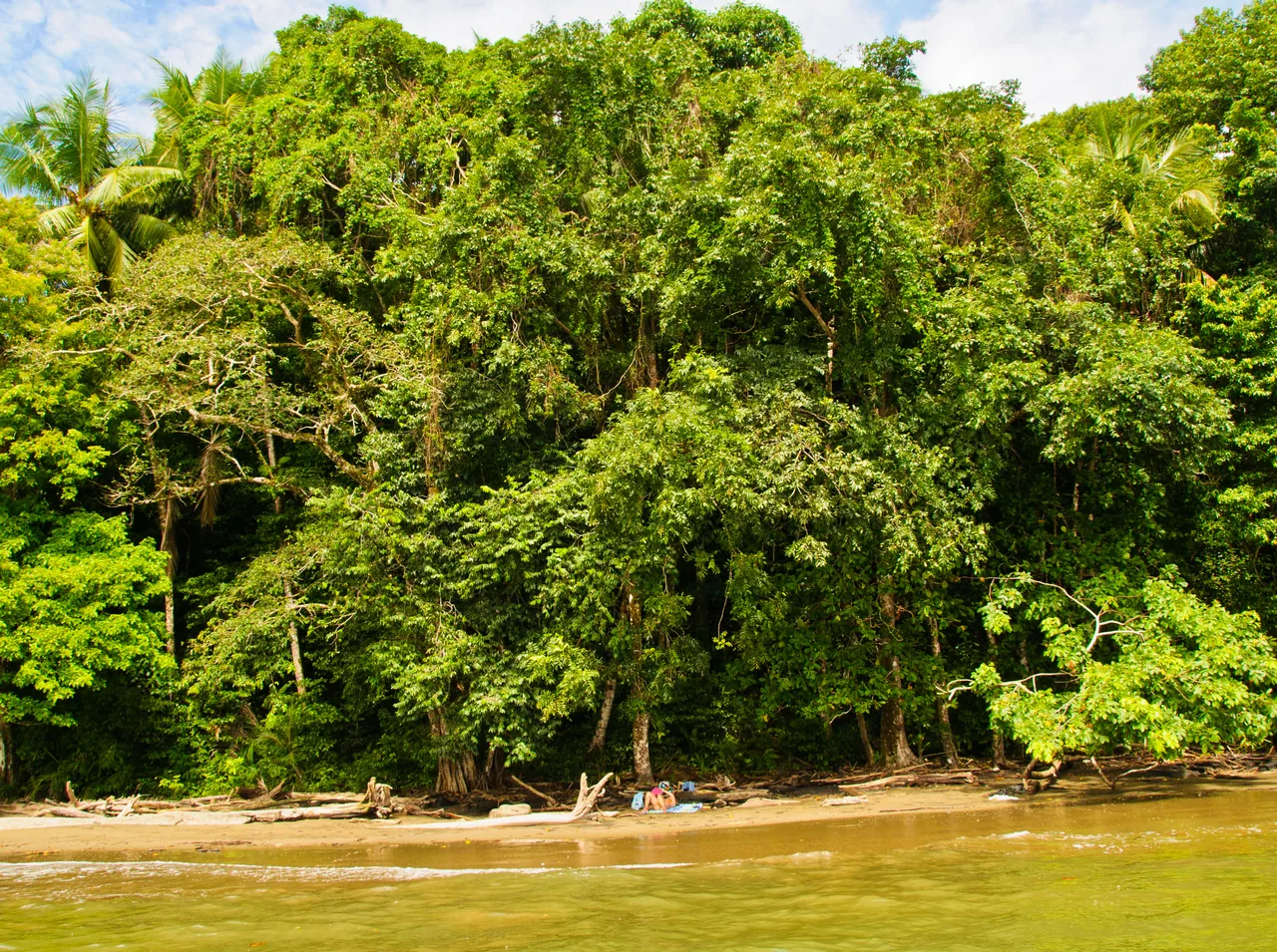 Dense forest reaching the sand and water at Playa Piñuela.