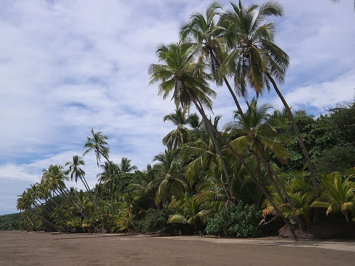 Uvita Beach (Uvita sector)