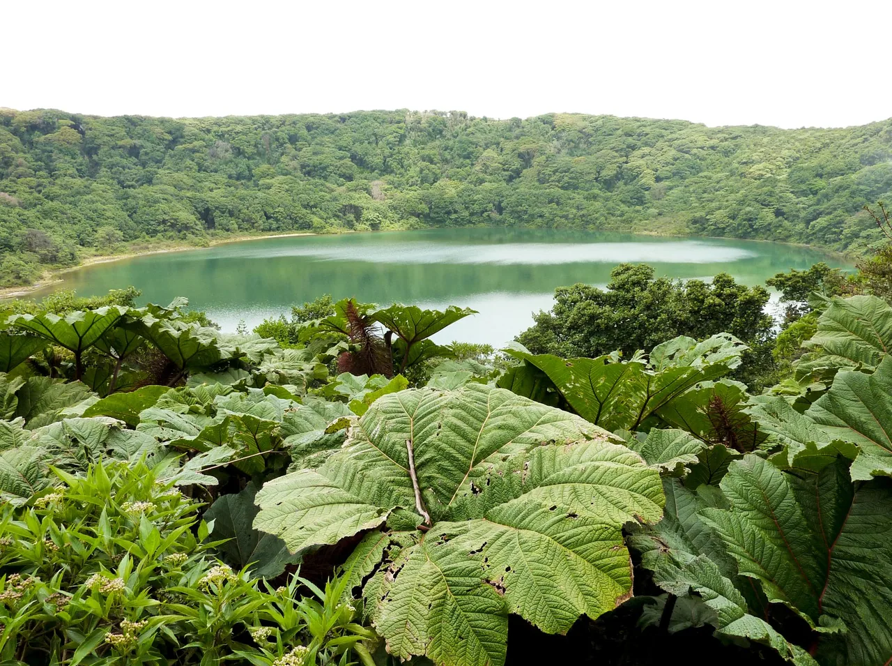 Laguna Botos rodeada de bosque, con grandes hojas verdes en primer plano.