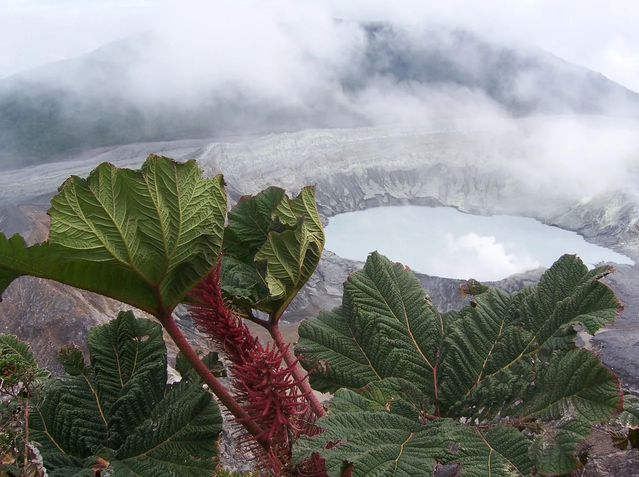 Hojas de sombrilla de pobre frente al cráter del volcán Poás.