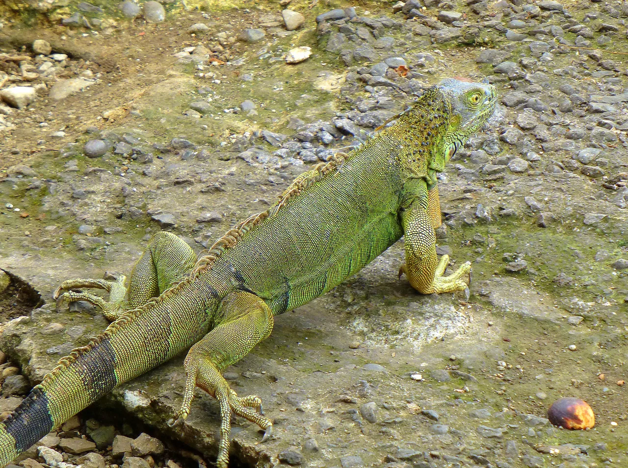 A green iguana on stony ground in Muelle de San Carlos.