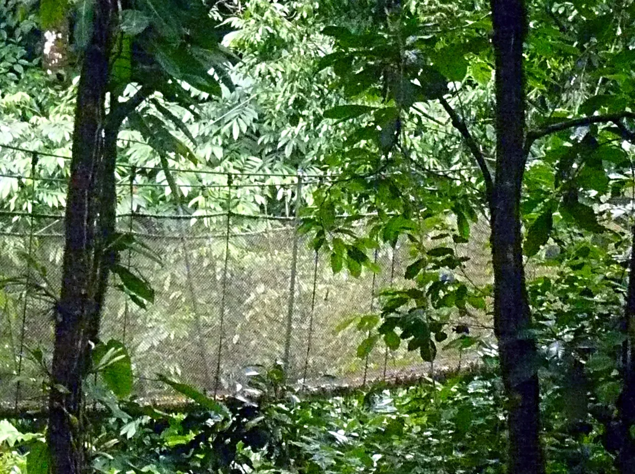 A section of hanging bridge among trees and dense vegetation at Rainmaker.