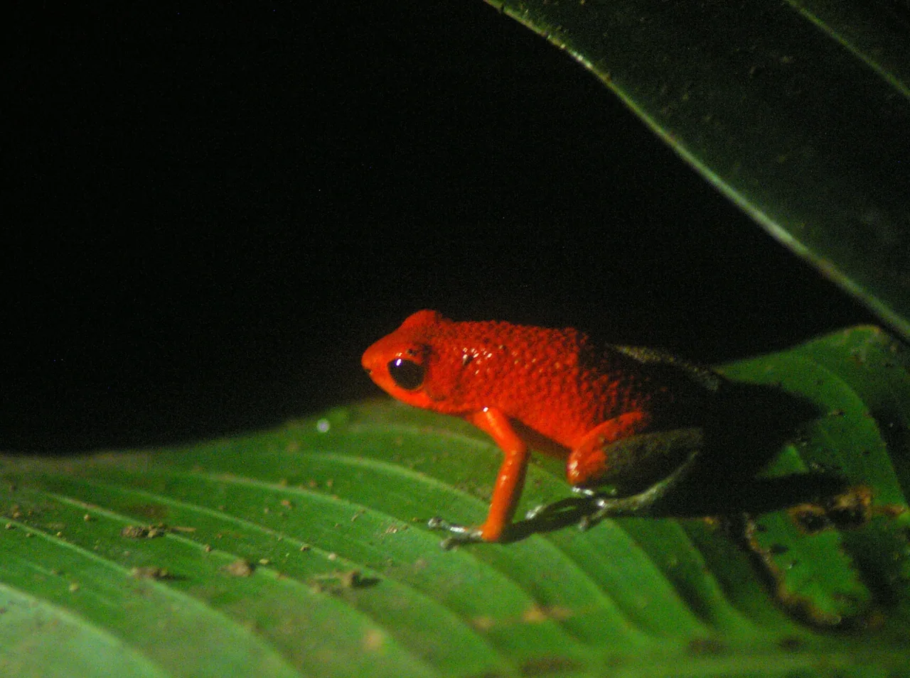 A red and black frog on a green leaf at the Frog Pond in Santa Elena.