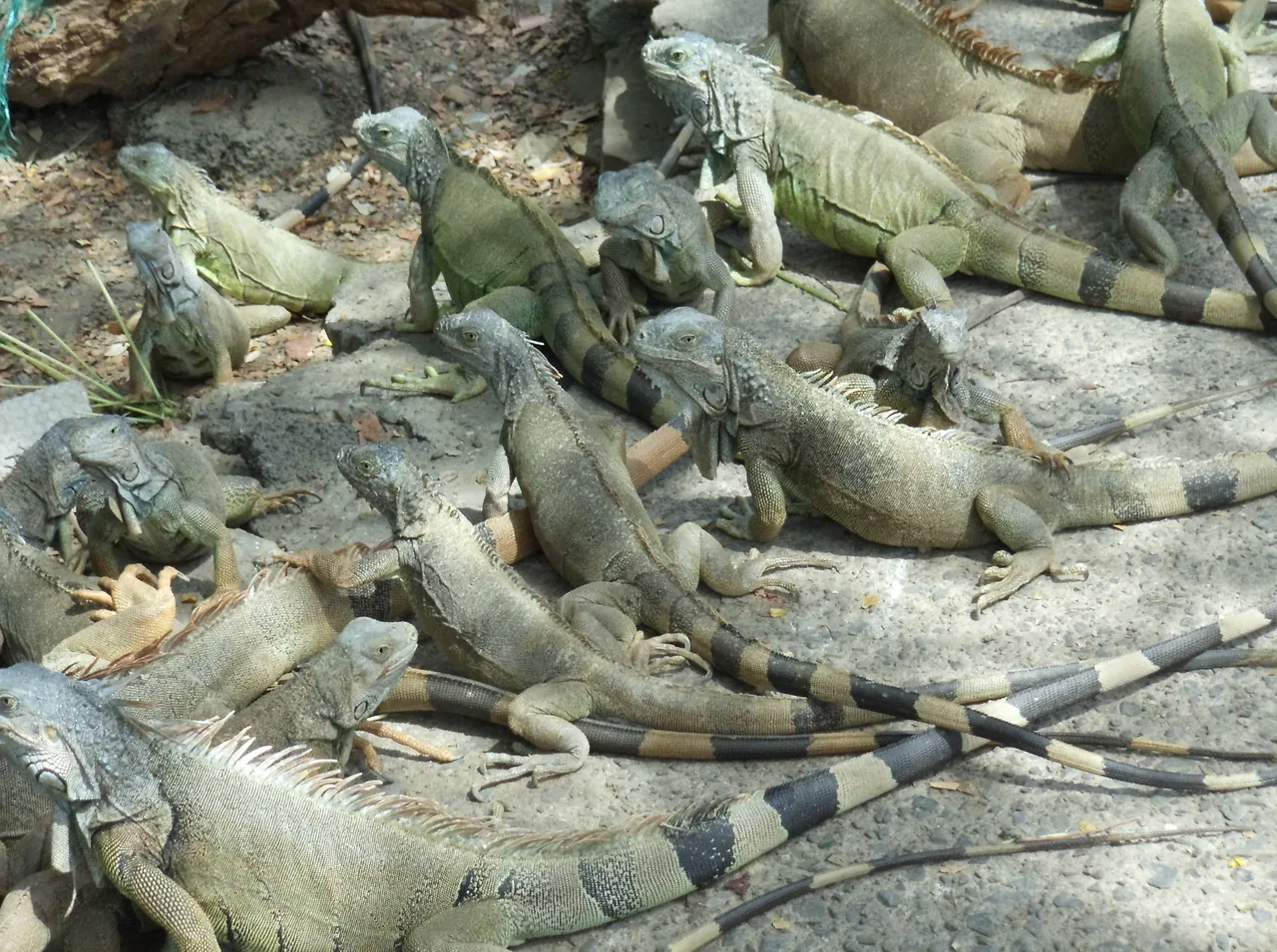 Grupo de iguanas descansando sobre el suelo.