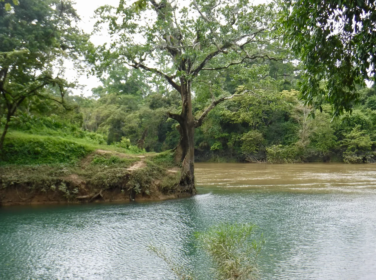 Trees beside the meeting of two waterways in Guanacaste National Park, Belize.