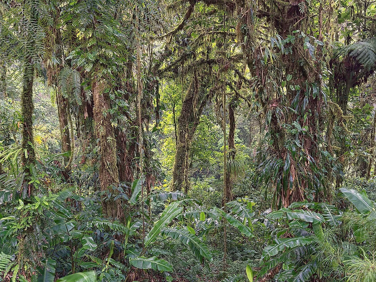 Santa Elena Reserve