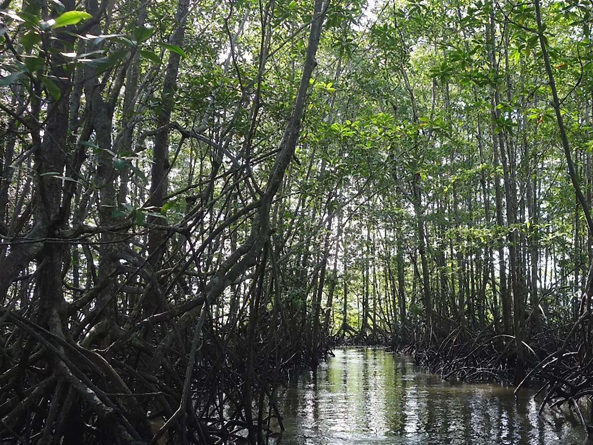 Térraba-Sierpe mangroves