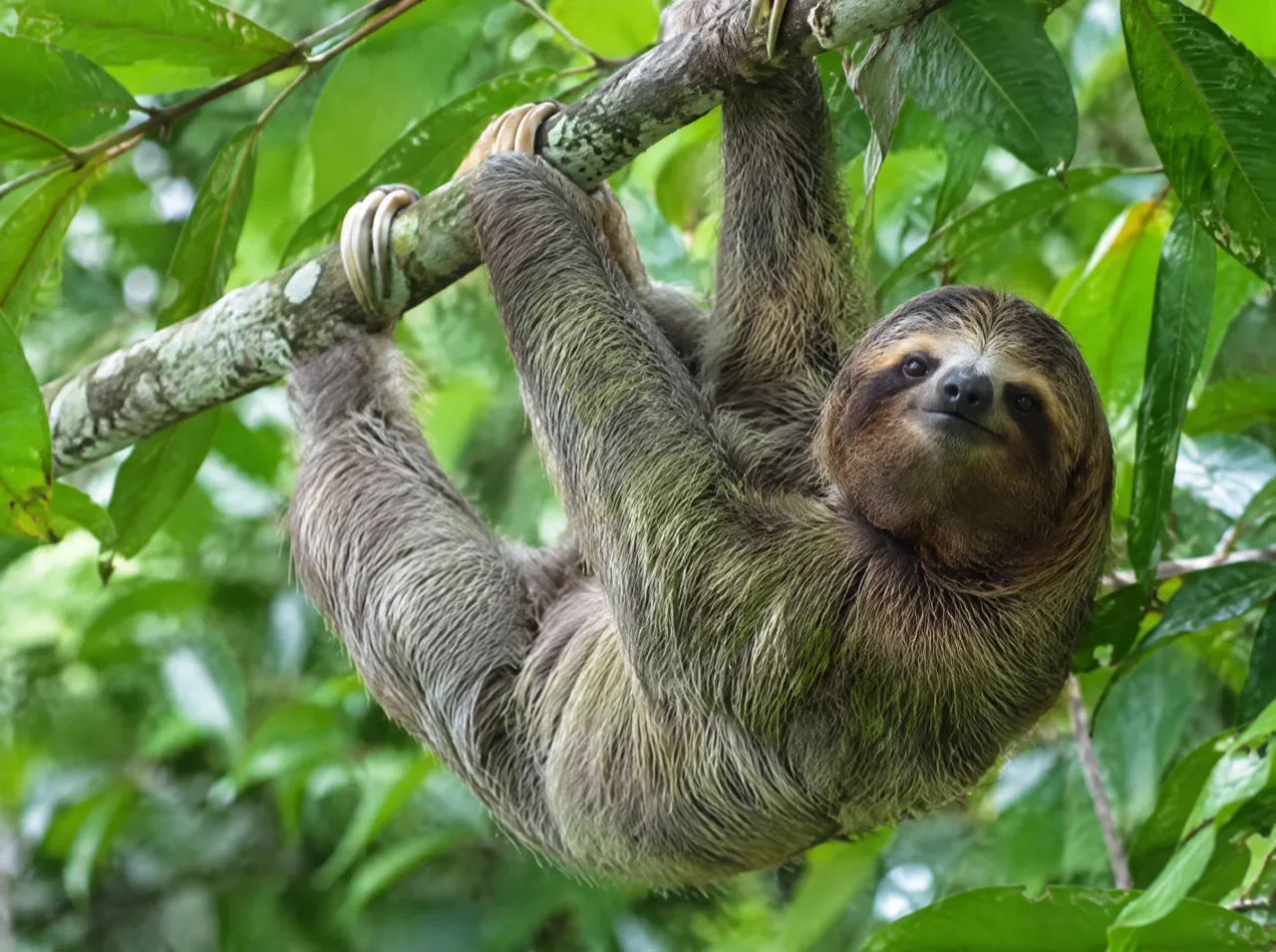 Sloth Sanctuary of Costa Rica