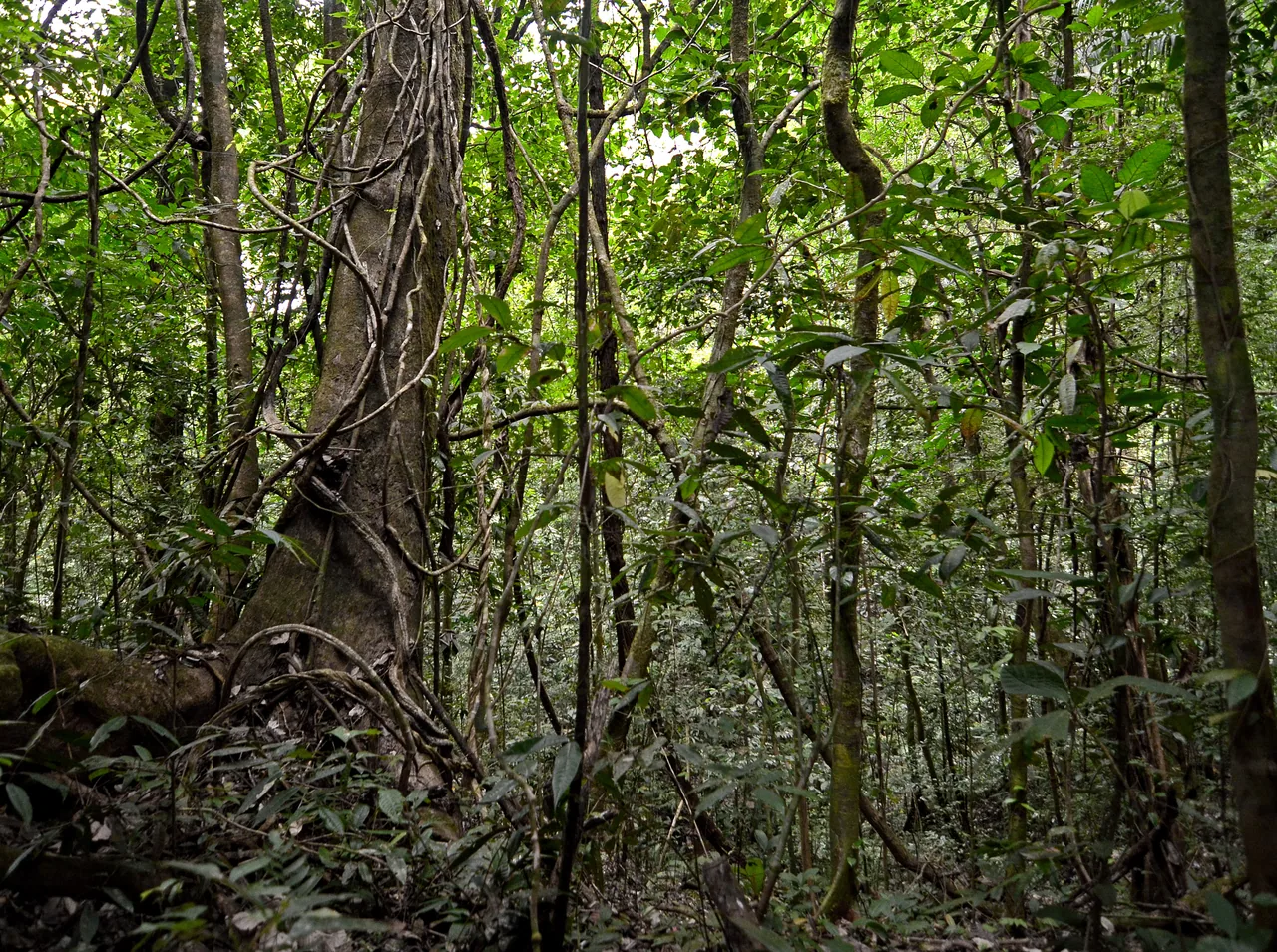 Soberanía National Park