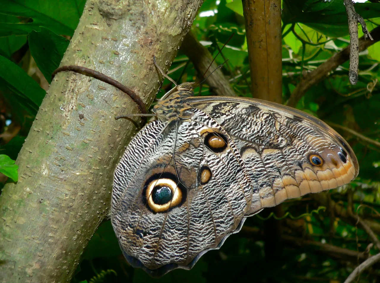 Butterfly perched on a trunk in Spirogyra Butterfly Garden.