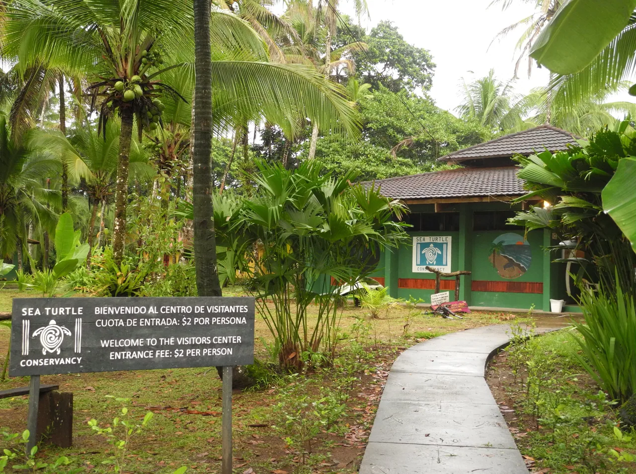 Path between palms toward the Sea Turtle Conservancy visitor center and its welcome sign.