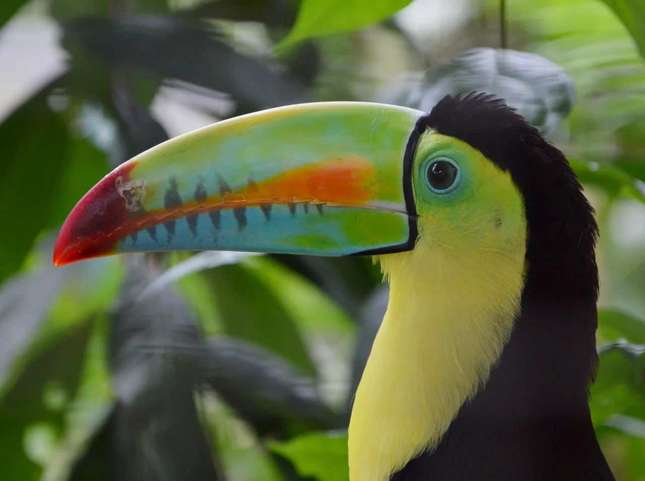 Keel-billed toucan at Summit Municipal Park.