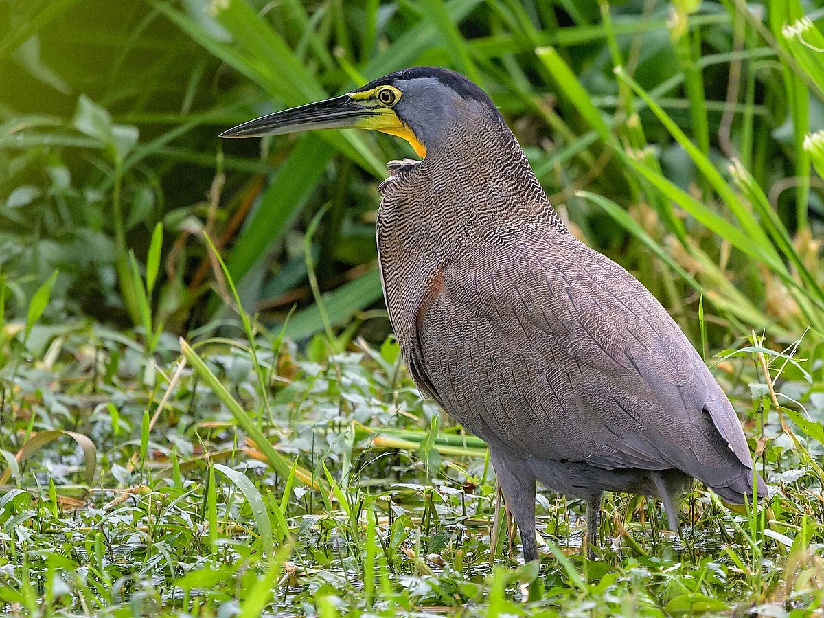 Birdwatching on the canals