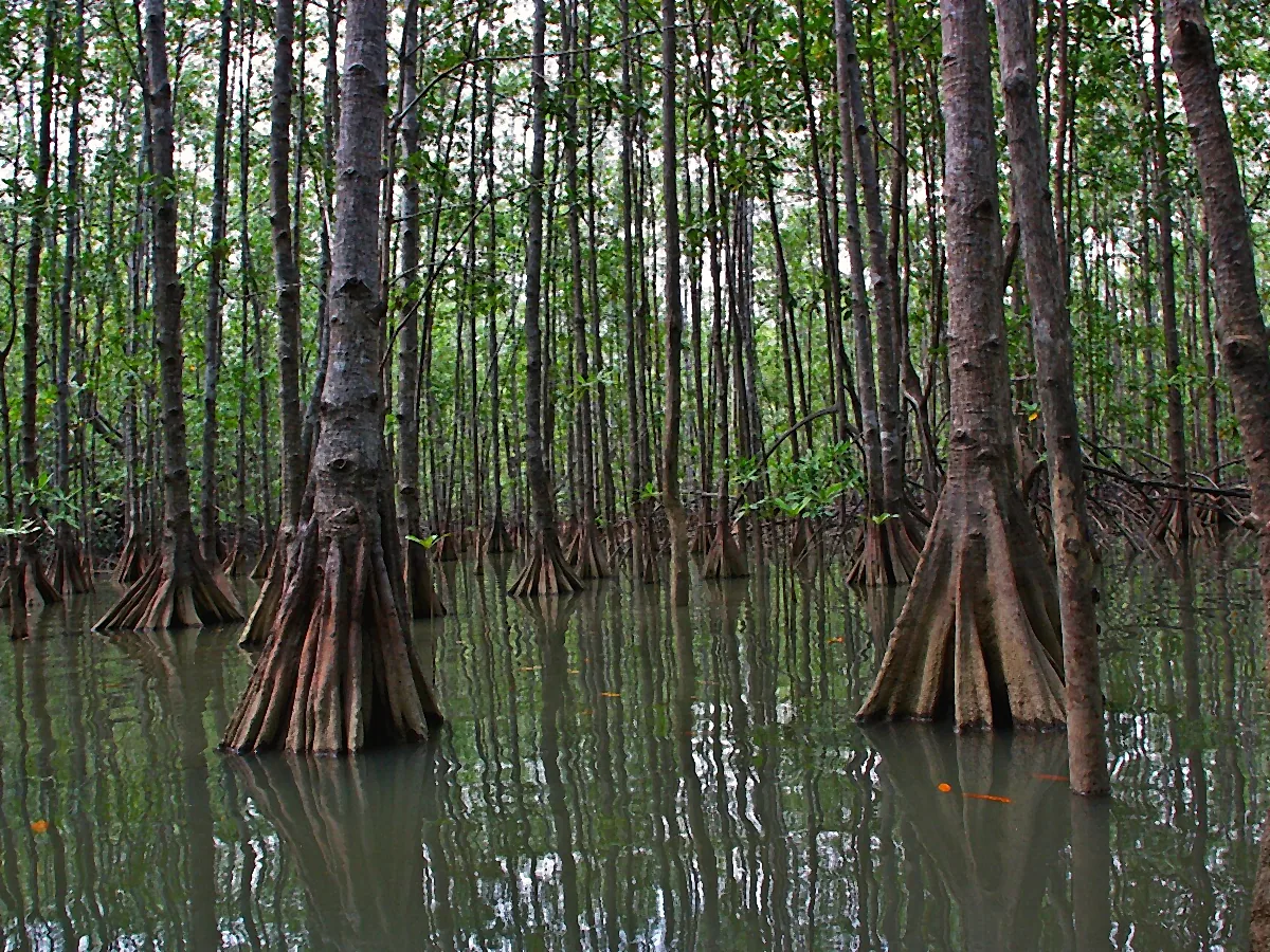 Isla Damas mangrove boat tour (day or night)