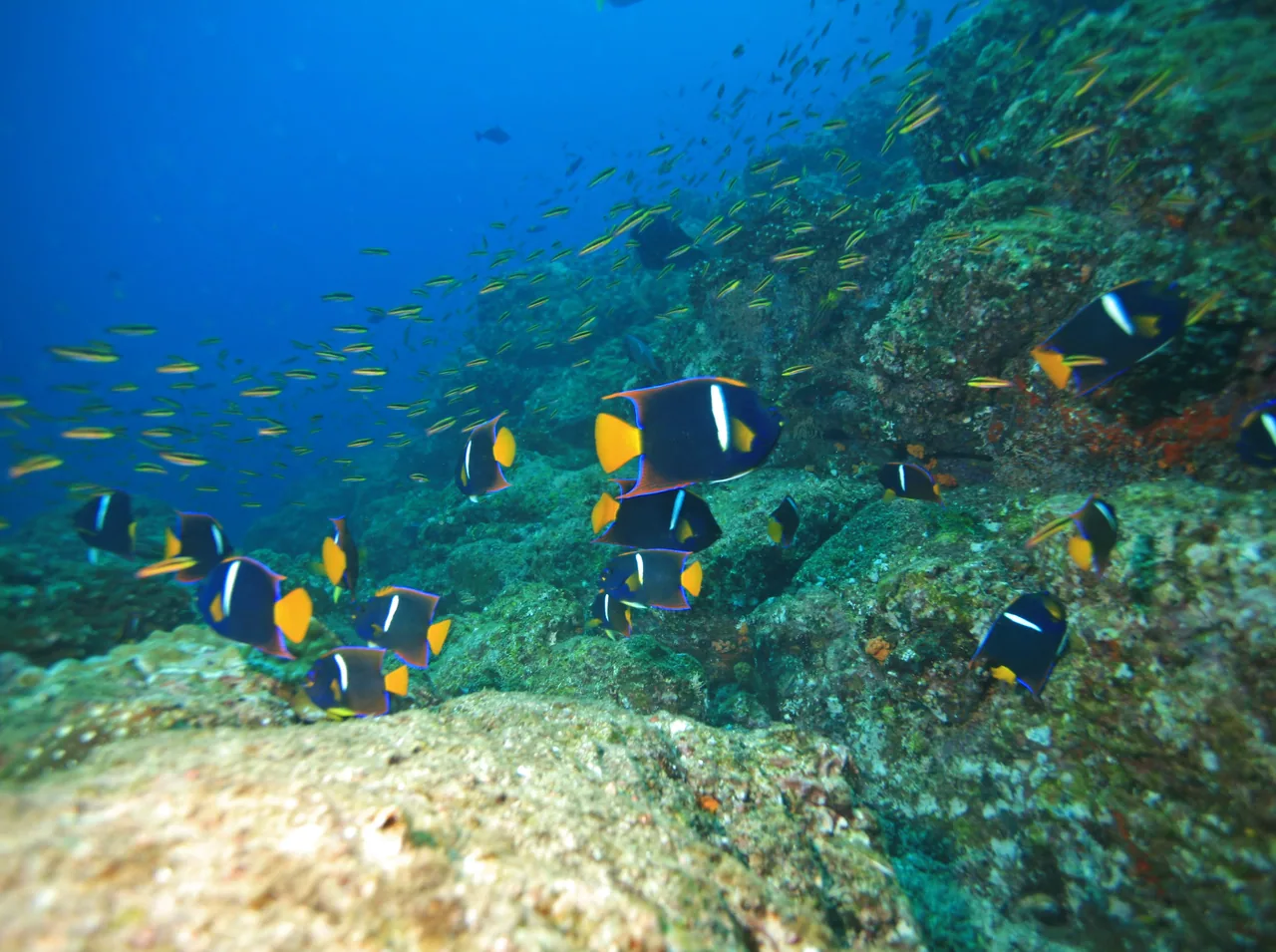 Tour de snorkel de día a Coiba