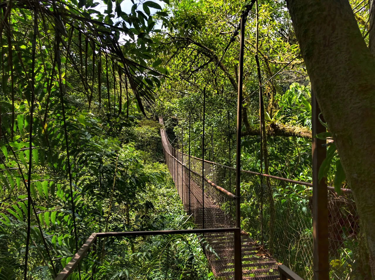 Puente colgante de metal entre la vegetación de Boquete Tree Trek.