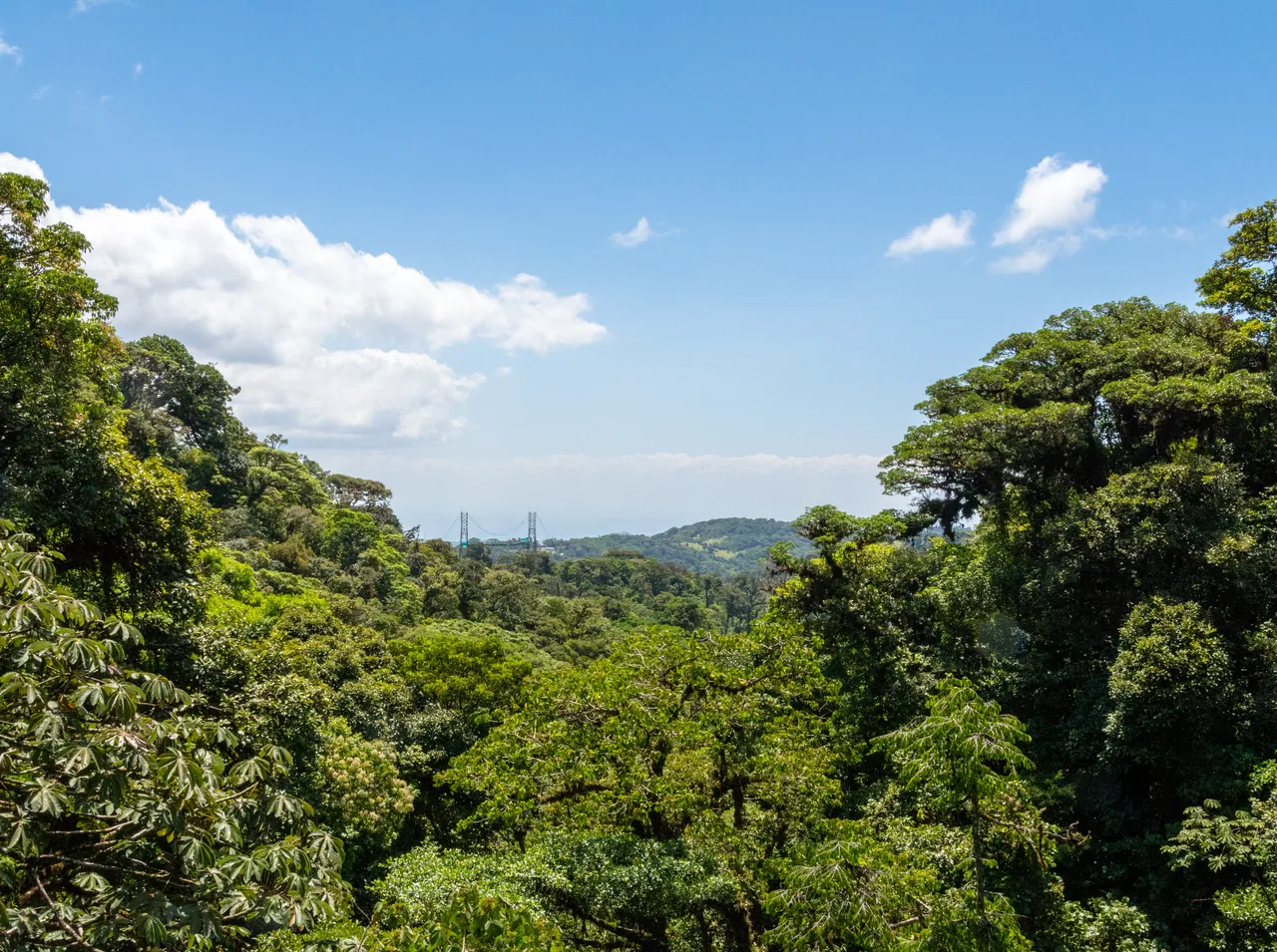 Treetops and a distant bridge at Sky Adventures Monteverde, now Treetopia Park.